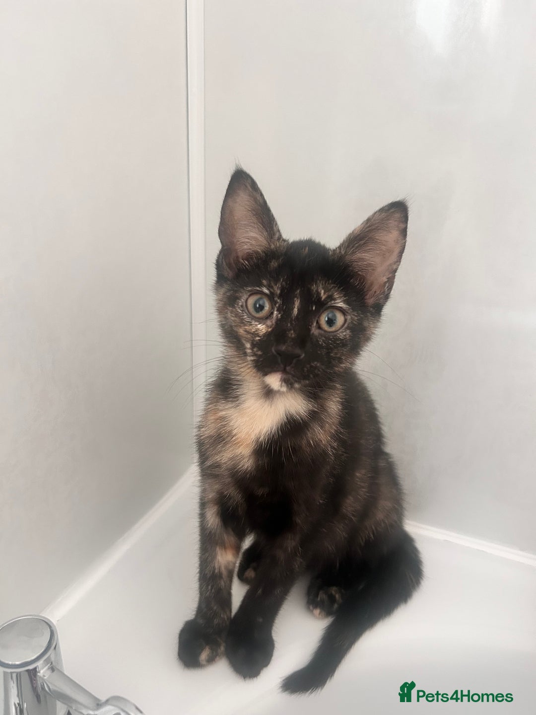 Mixed Breed cats for sale: 5 beautiful kittens ready for a new loving home  - Image 2