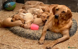 Labrador Retriever dogs for sale: Fox red Labrador  - Image 7