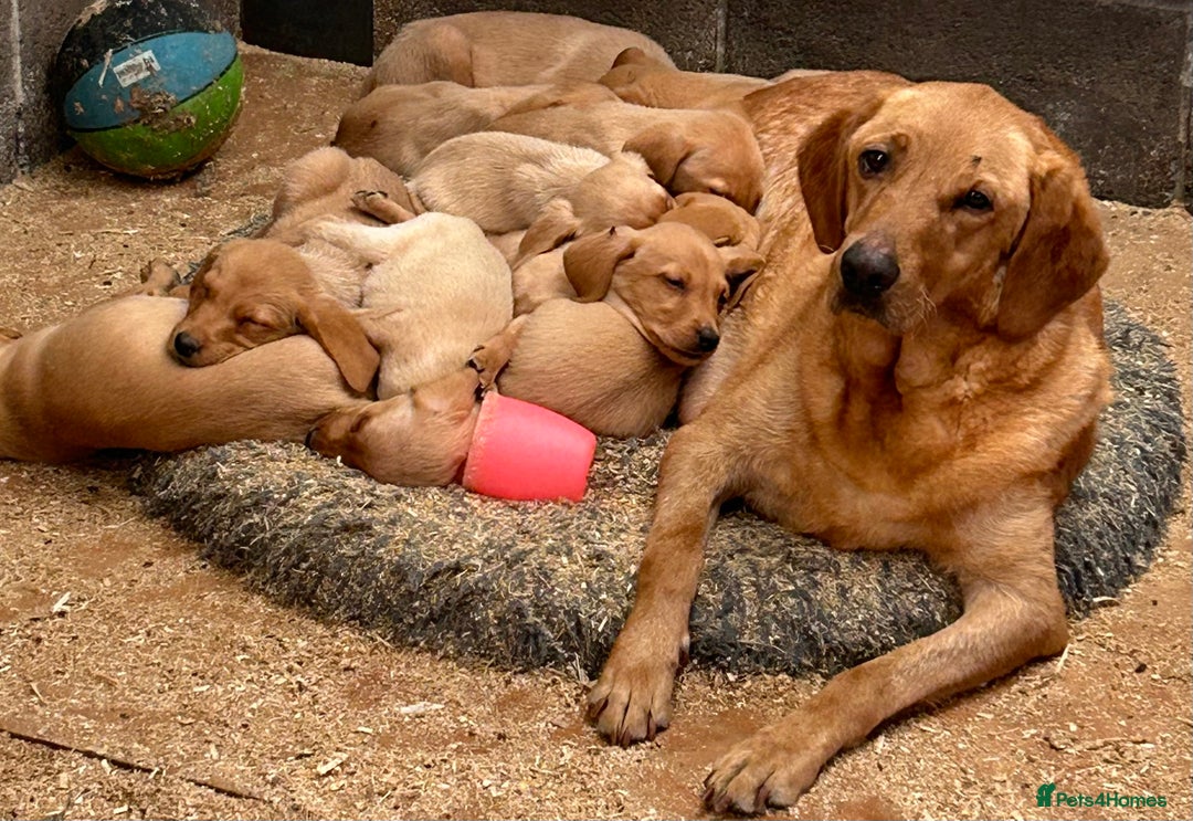 Labrador Retriever dogs for sale: Fox red Labrador  - Image 7