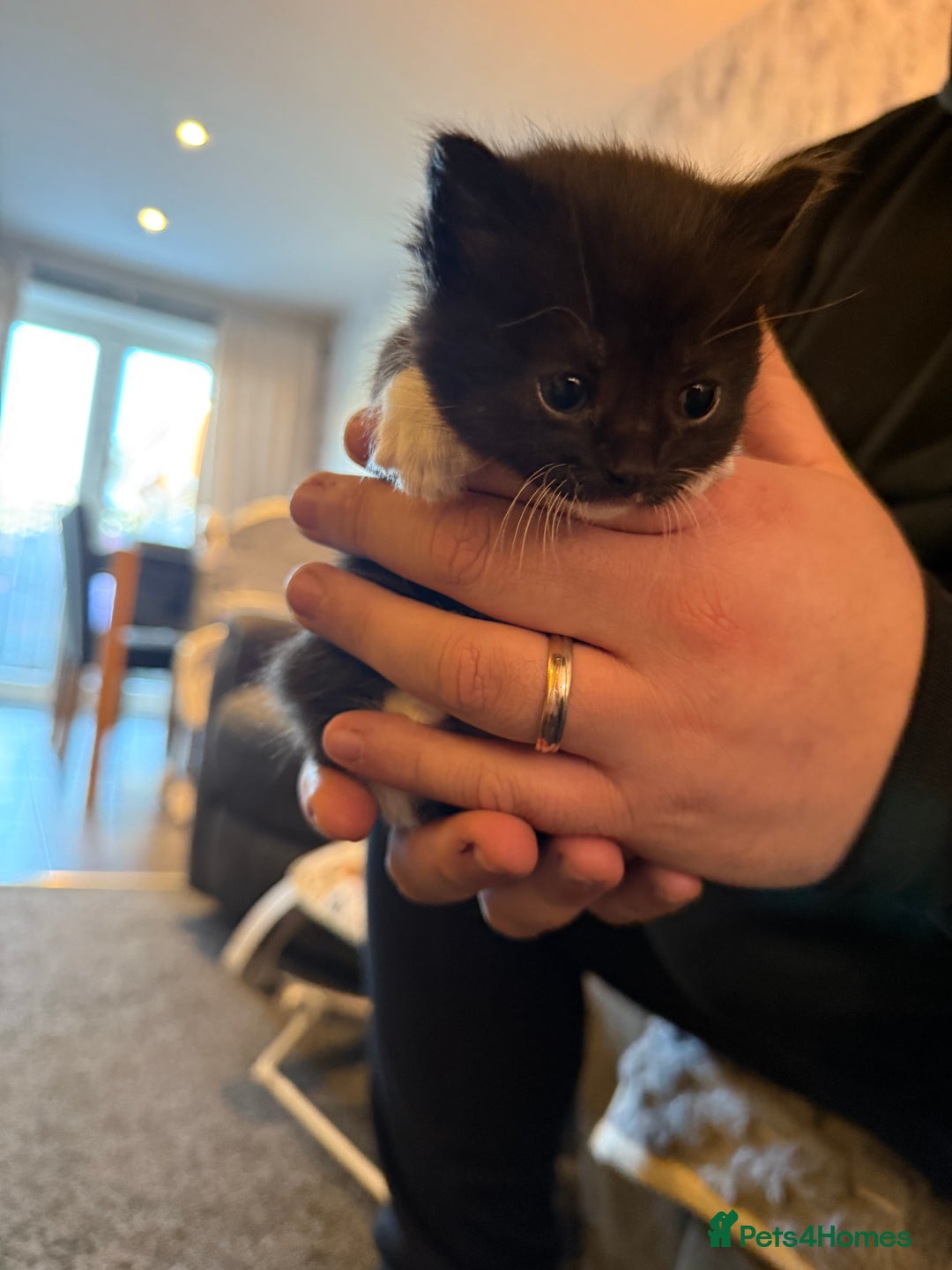 Persian cats for sale: 4 adorable Persian kittens  - Image 9