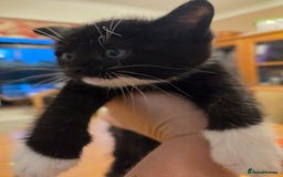 Persian cats for sale: Persian Cross tabby kittens for sale - Image 7