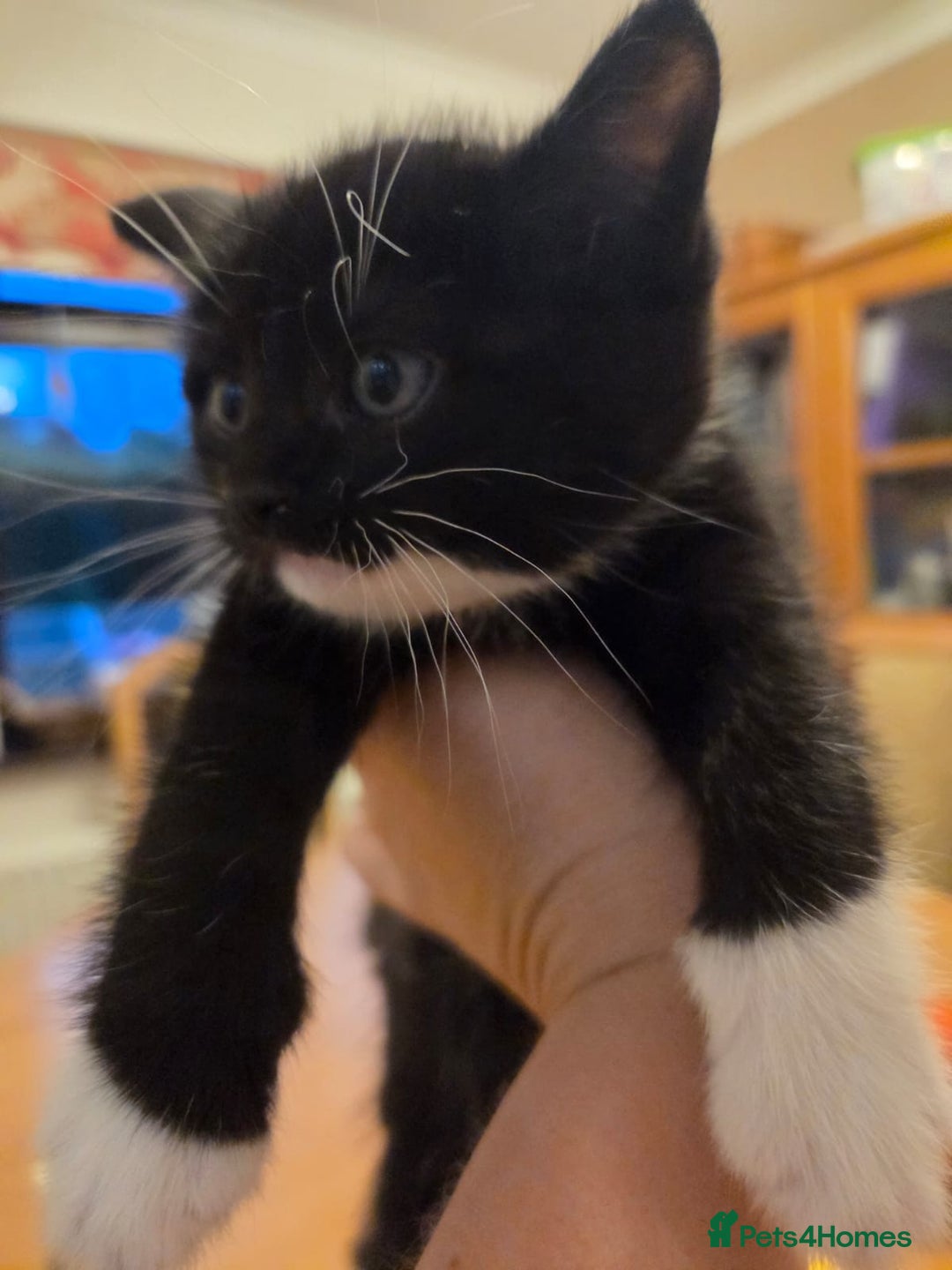 Persian cats for sale: Persian Cross tabby kittens for sale - Image 7