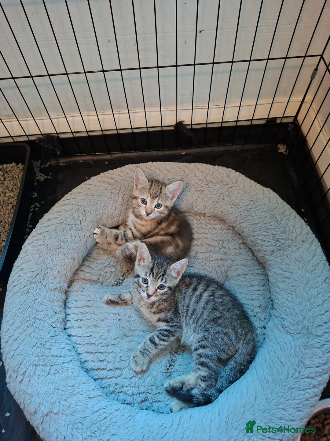 Mixed Breed cats for sale: Gorgeous Pure Tabby healthy kittens - Advert 2