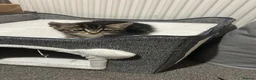 Ragdoll cats for sale: 9 week old female Ragdoll in Cardiff - Advert 5
