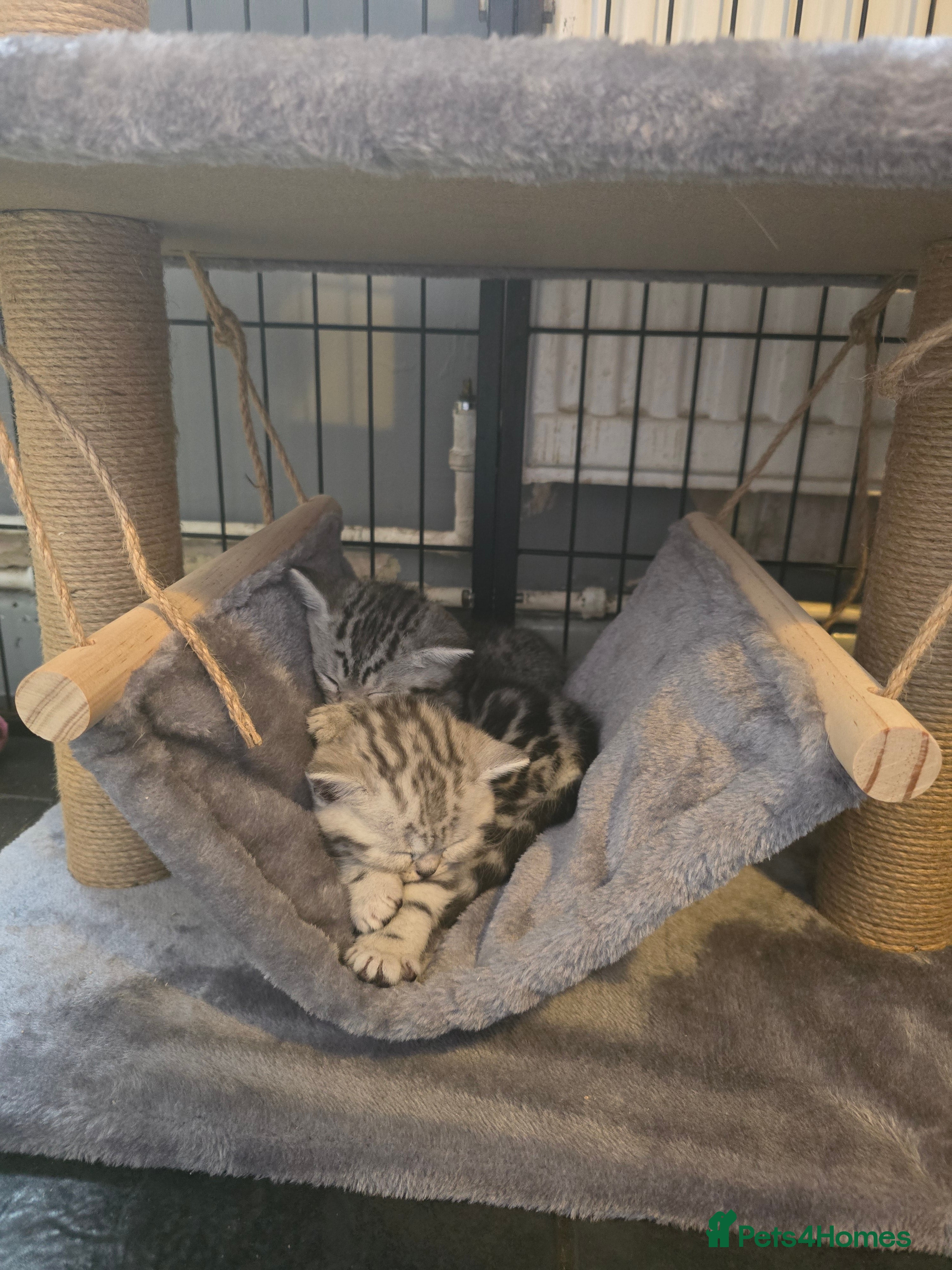 British Shorthair cats Beautiful bsh kittens  - Advert 1