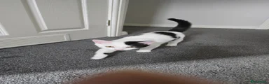 Mixed Breed 1