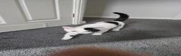 Mixed Breed cats for sale: Two kittens, 6 months, ready for a home. - Advert 5