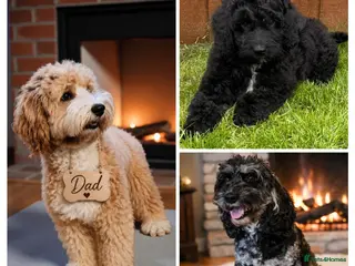Australian Labradoodle dogs a boy ready for a loving family - Advert 2