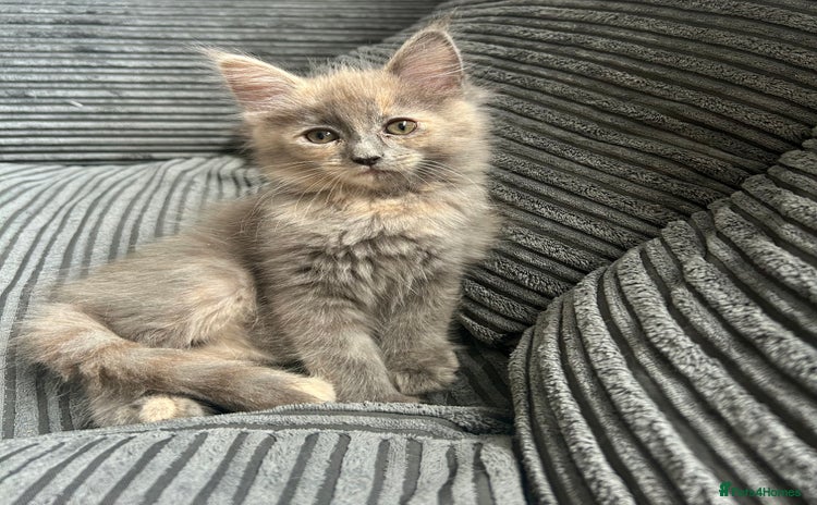Maine Coon cats - Advert 10