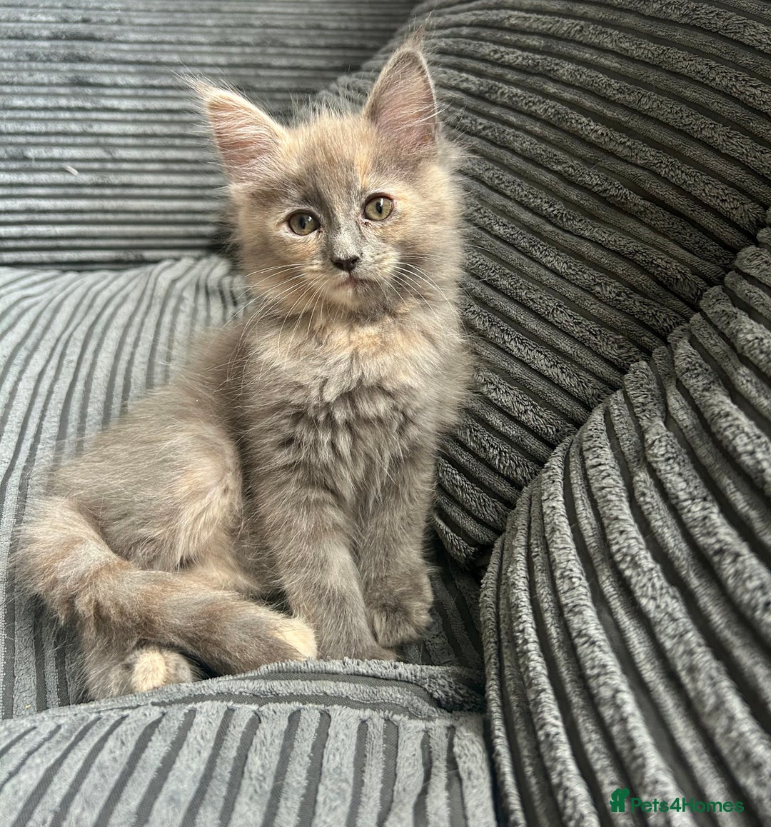 Maine Coon cats for sale: READY NOW! Maine Coon Kittens 🌹 - Image 5
