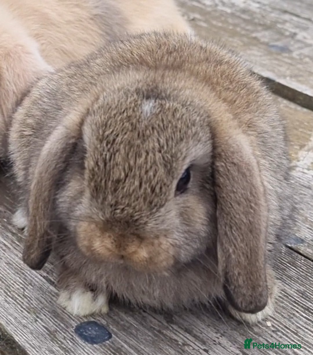 Mini Lop rabbits for sale: Gorgeous mini lops *Ready Now*mid Aug* - Image 2