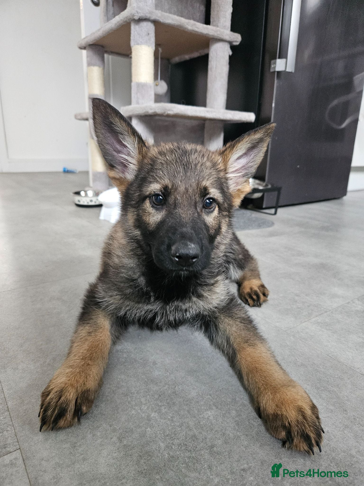 German Shepherd dogs Outstanding Pedigree German Shepherd Puppies - Advert 2