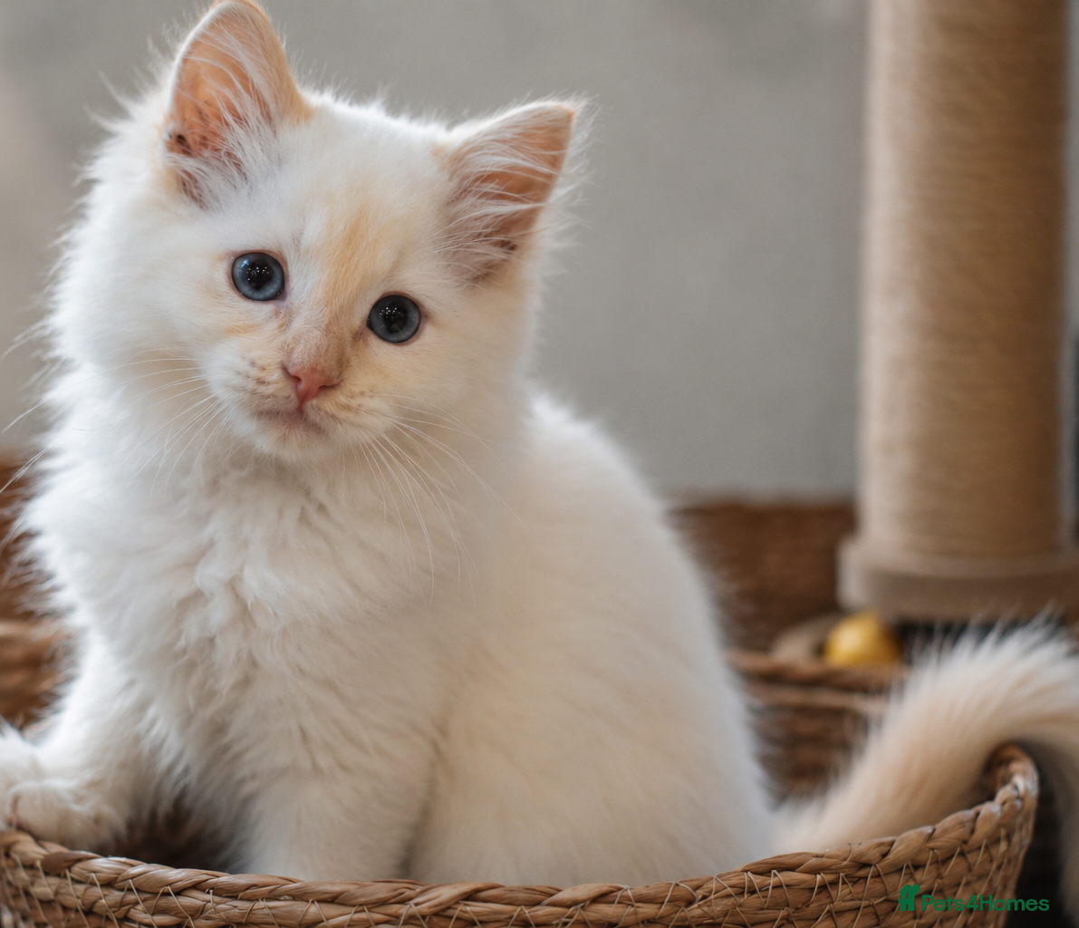 Ragdoll cats Ready to leave!! TICA Registered Ragdoll Kittens - Advert 3