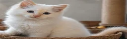 Ragdoll cats for sale: All sold! TICA Registered Ragdoll Kittens - Advert 1