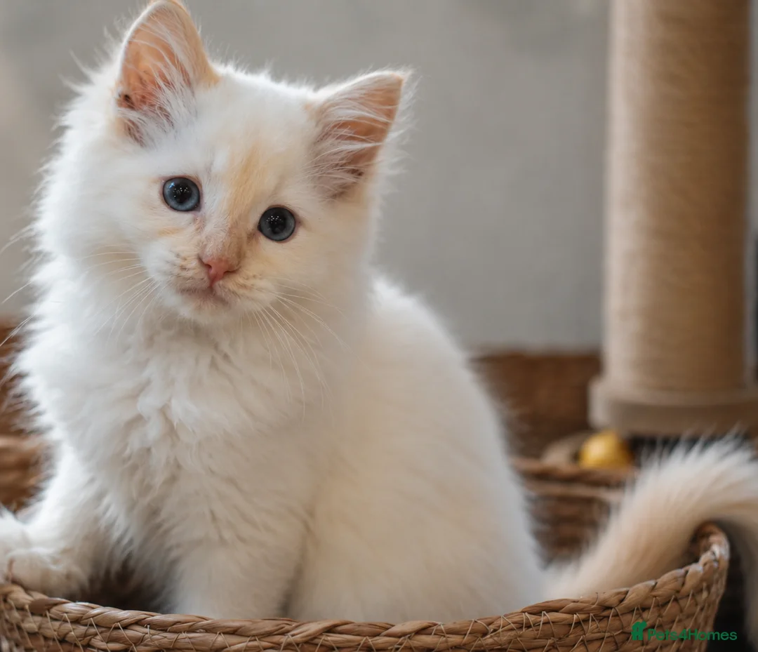 Ragdoll cats for sale: All sold! TICA Registered Ragdoll Kittens - Advert 1