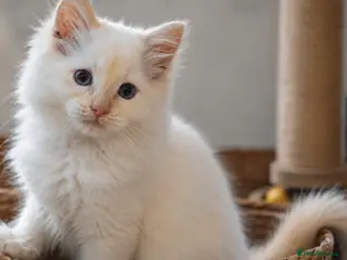 Ragdoll cats Ready to leave!! TICA Registered Ragdoll Kittens - Advert 3