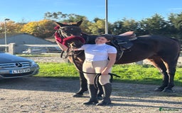 English Thoroughbred horses for sale: X2 safe stunning geldings alrounders - Image 15