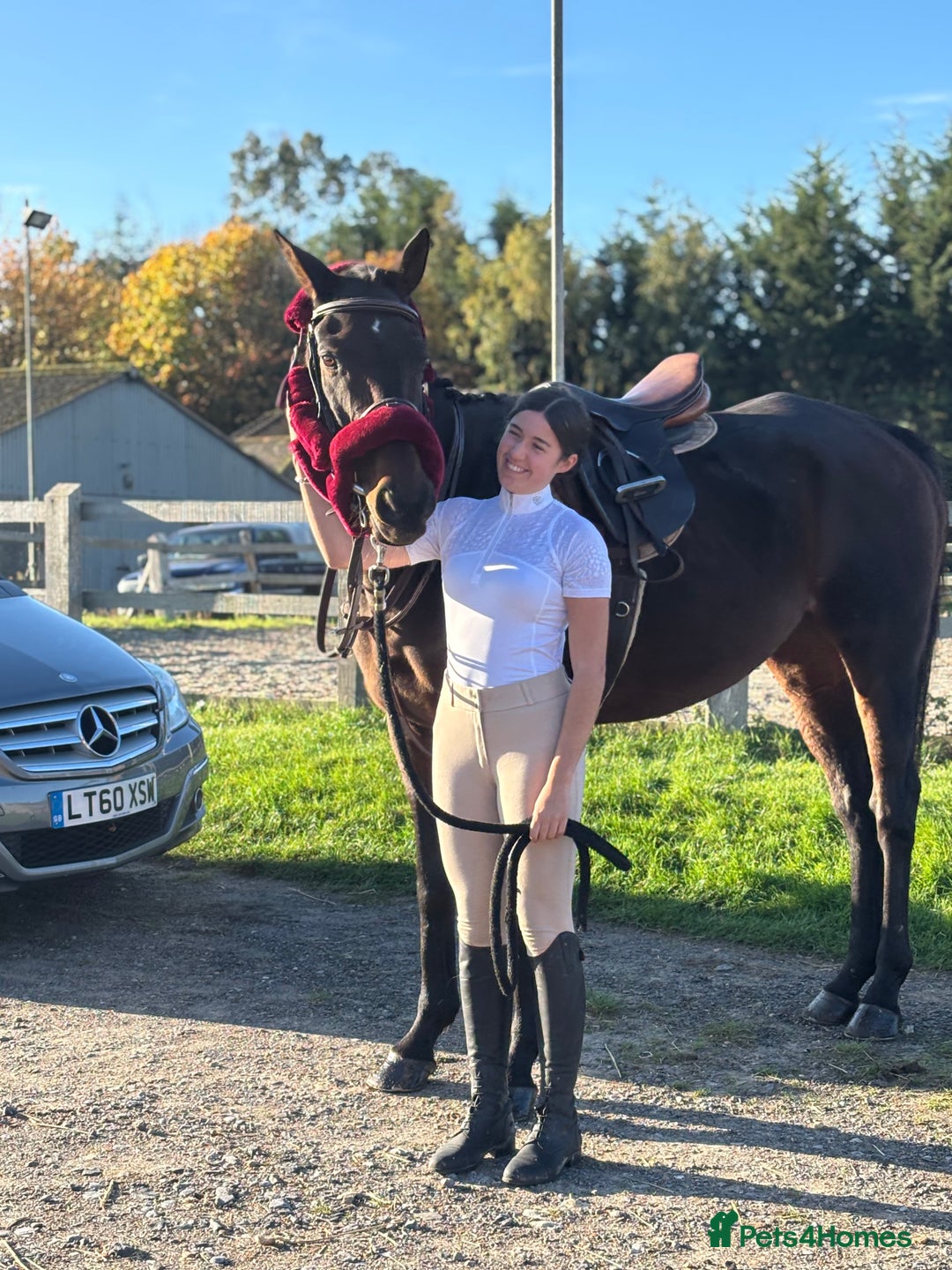 English Thoroughbred horses for sale: X2 safe stunning geldings alrounders - Image 15