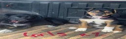 Huntaway dogs for sale: Beautiful Huntaway X Collie Pups - Advert 3