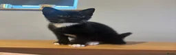 Mixed Breed cats for sale: Gorgeous kittens  - Advert 2