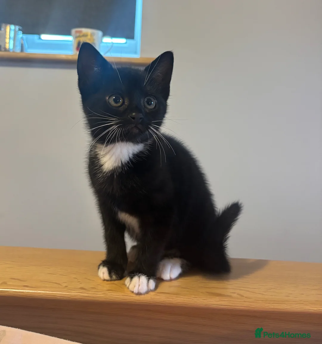 Mixed Breed cats for sale: Gorgeous kittens  - Advert 2