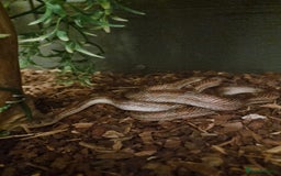 Corn Snake reptiles for sale: 2 year old male corn snake  - Image 3