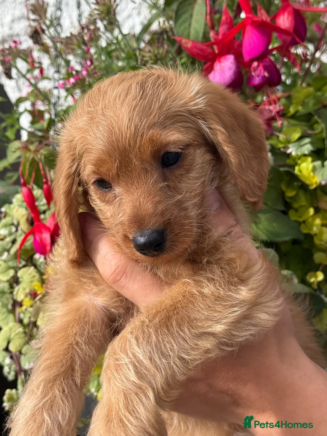 Labradoodle dogs for sale: F1B Miniature Labradoodles.  - Advert 2
