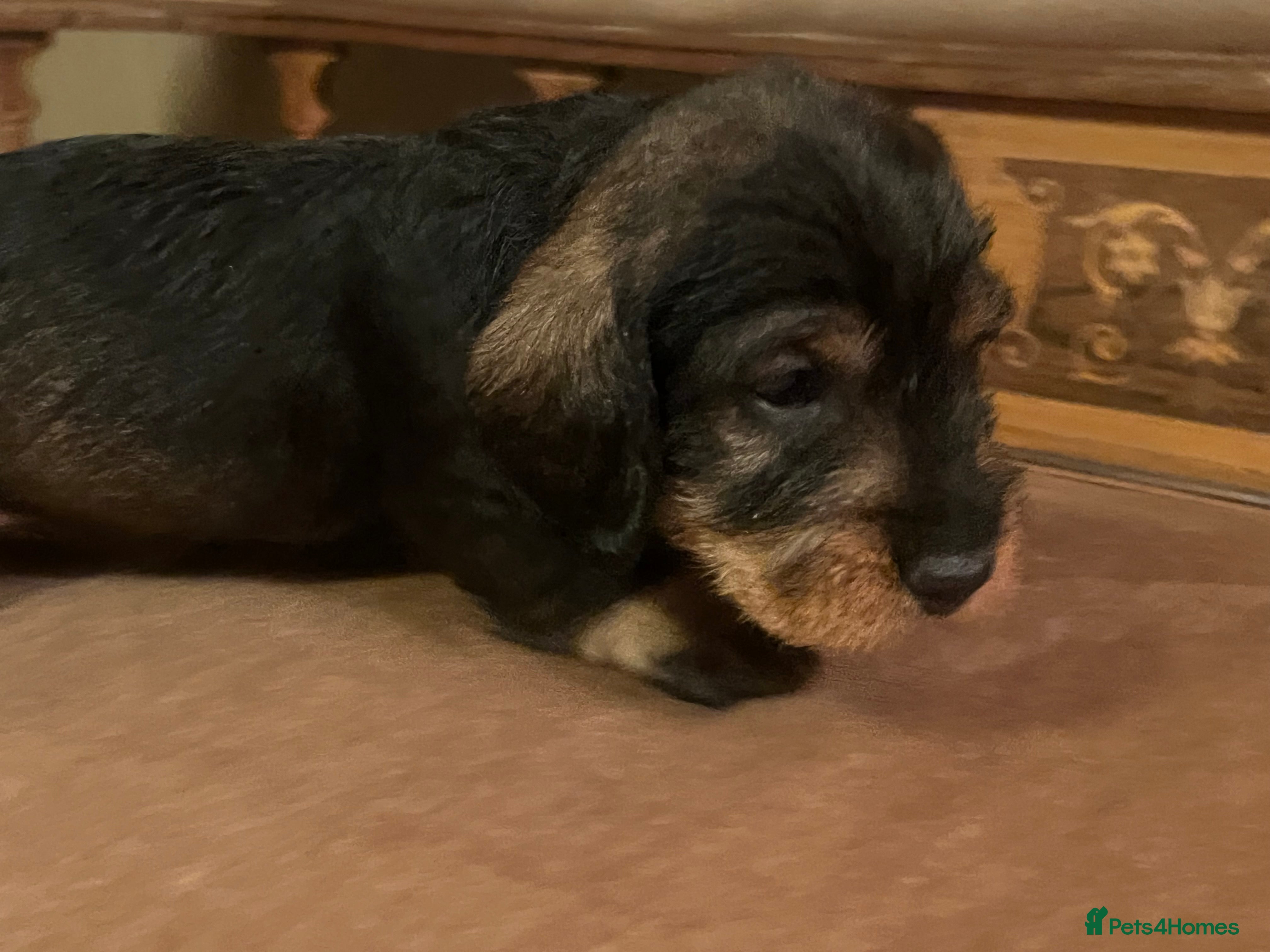 Dachshund dogs Kc registered Standard wire haired dachshund pups  - Advert 4