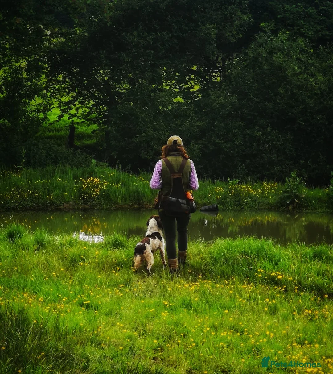English Springer Spaniel dogs for stud: DNA Tested & Hip/Elbow scored Springer - Bryn in Carmarthen - Advert 13
