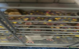 Rat rodents for sale: 2 Male Rats and Cage - Image 6