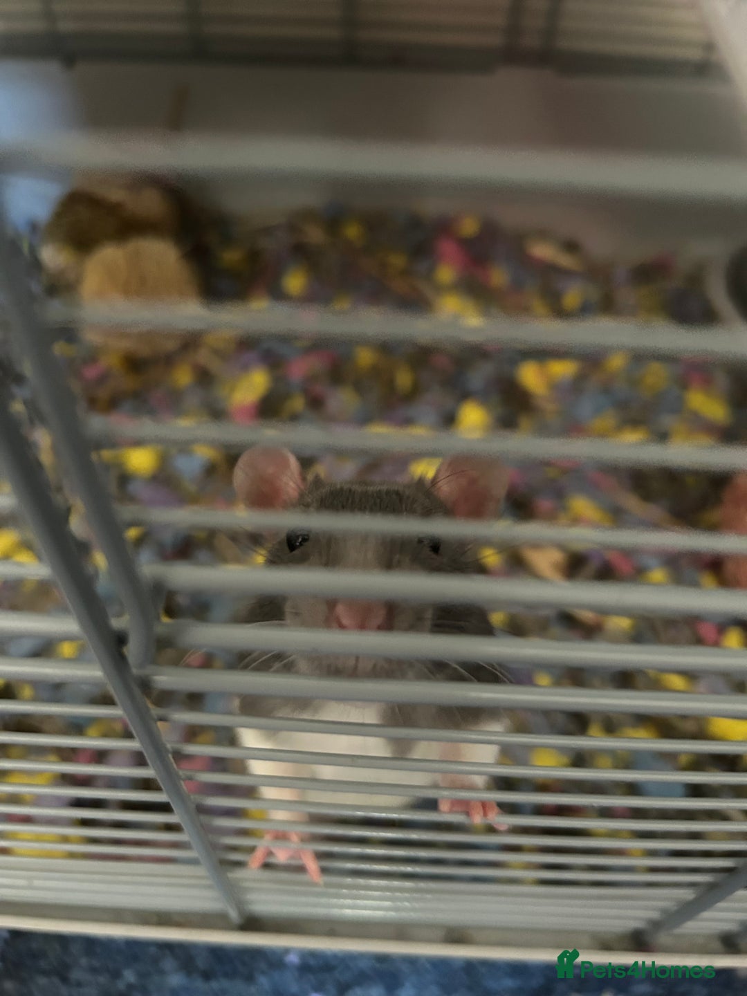 Rat rodents for sale: 2 Male Rats and Cage - Image 6