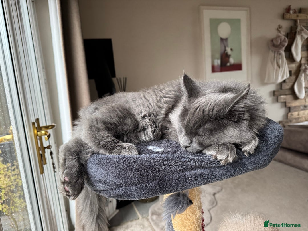 Maine Coon cats for sale: BlueSmoke Male Maine Coon🐾TICA Reg! ACTIVE!!  - Advert 16
