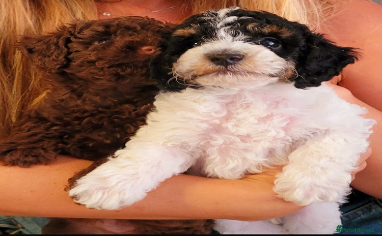 Cavapoo dogs - Advert 2