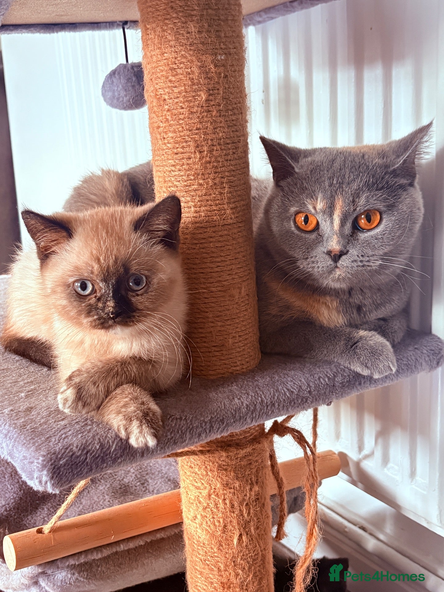 British Shorthair cats 🌟GCCF BSH Kittens Beautiful Variety of Colours 🌟 - Advert 1