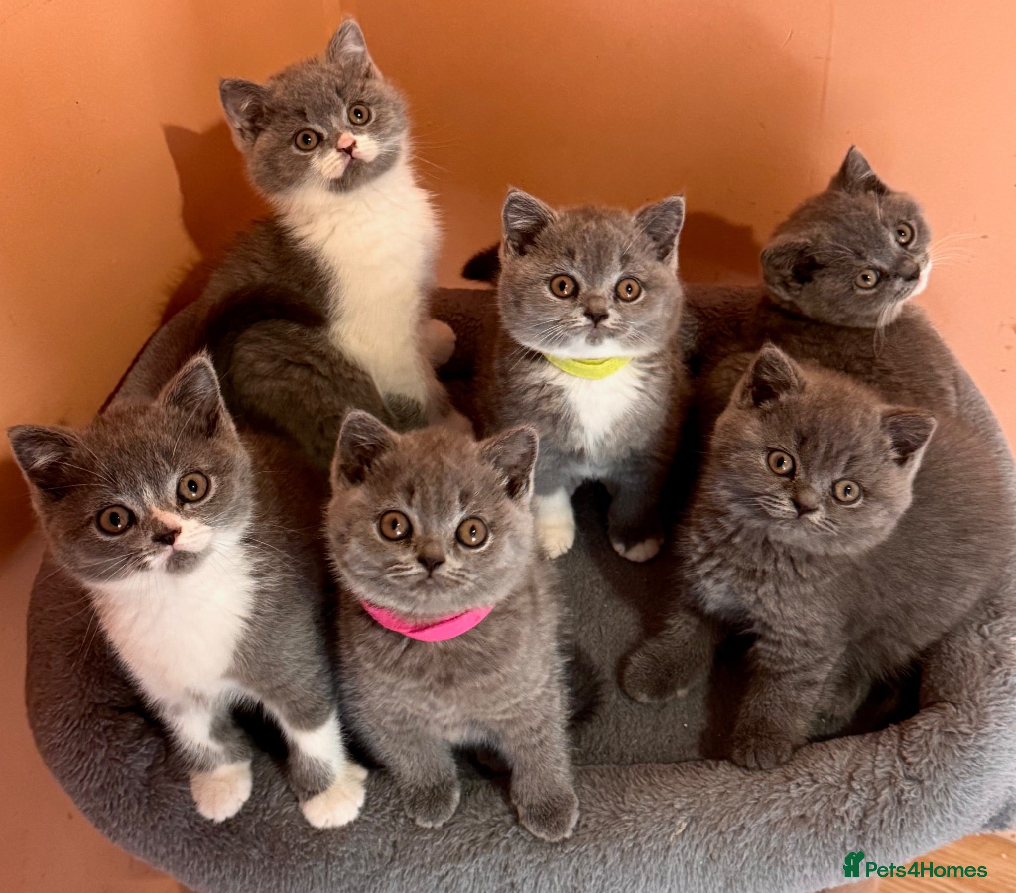British Shorthair cats Stunning BSH kittens for sale!! - Advert 1