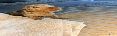 Miniature Dachshund 3