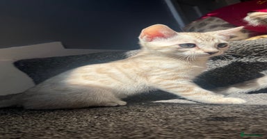 Bengal cats - Advert 13