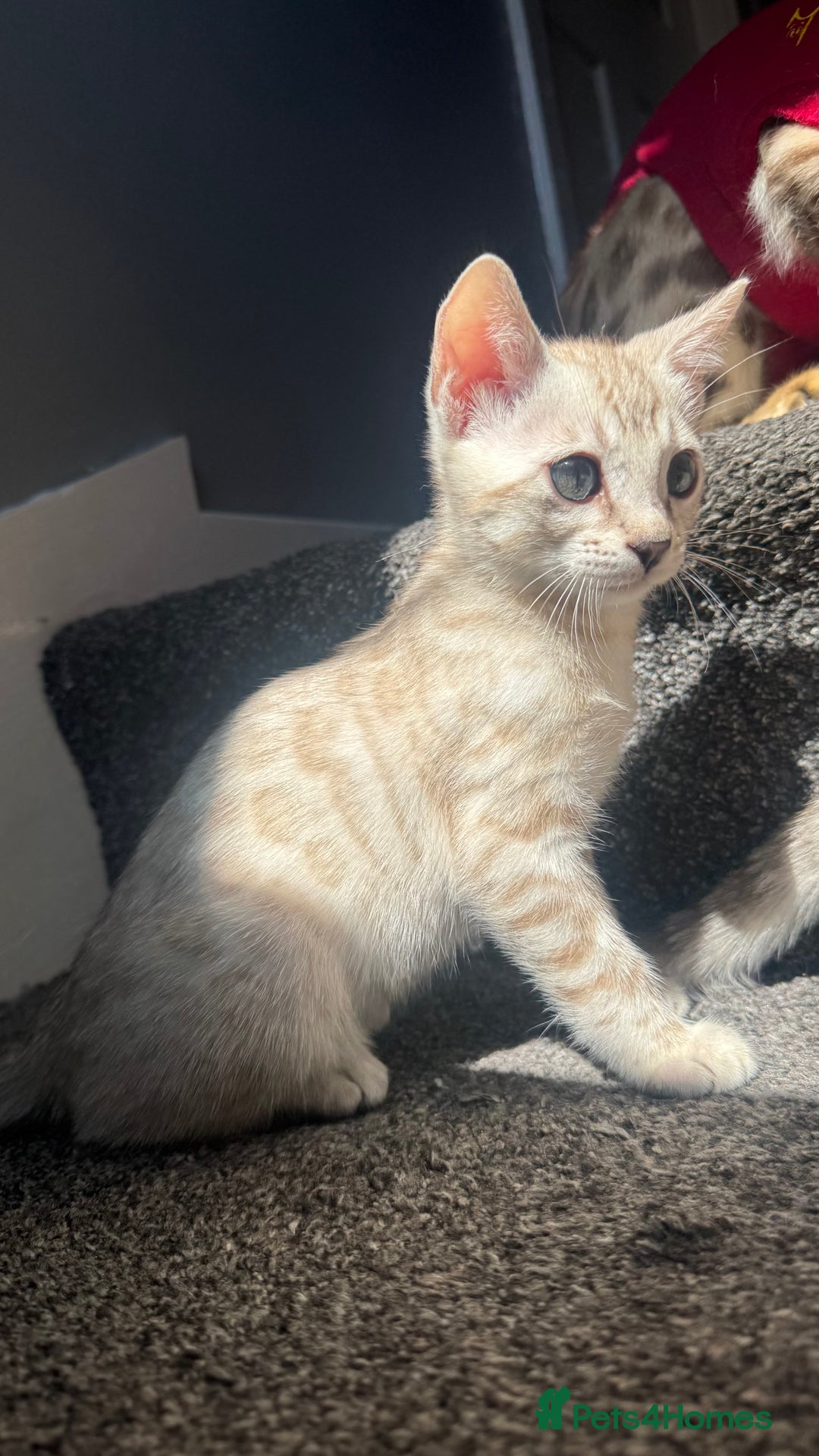 Bengal cats for sale: 🔥🏆OUTSTANDING SHOW BENGALS… READY 26th AUGUST💯 - Image 16