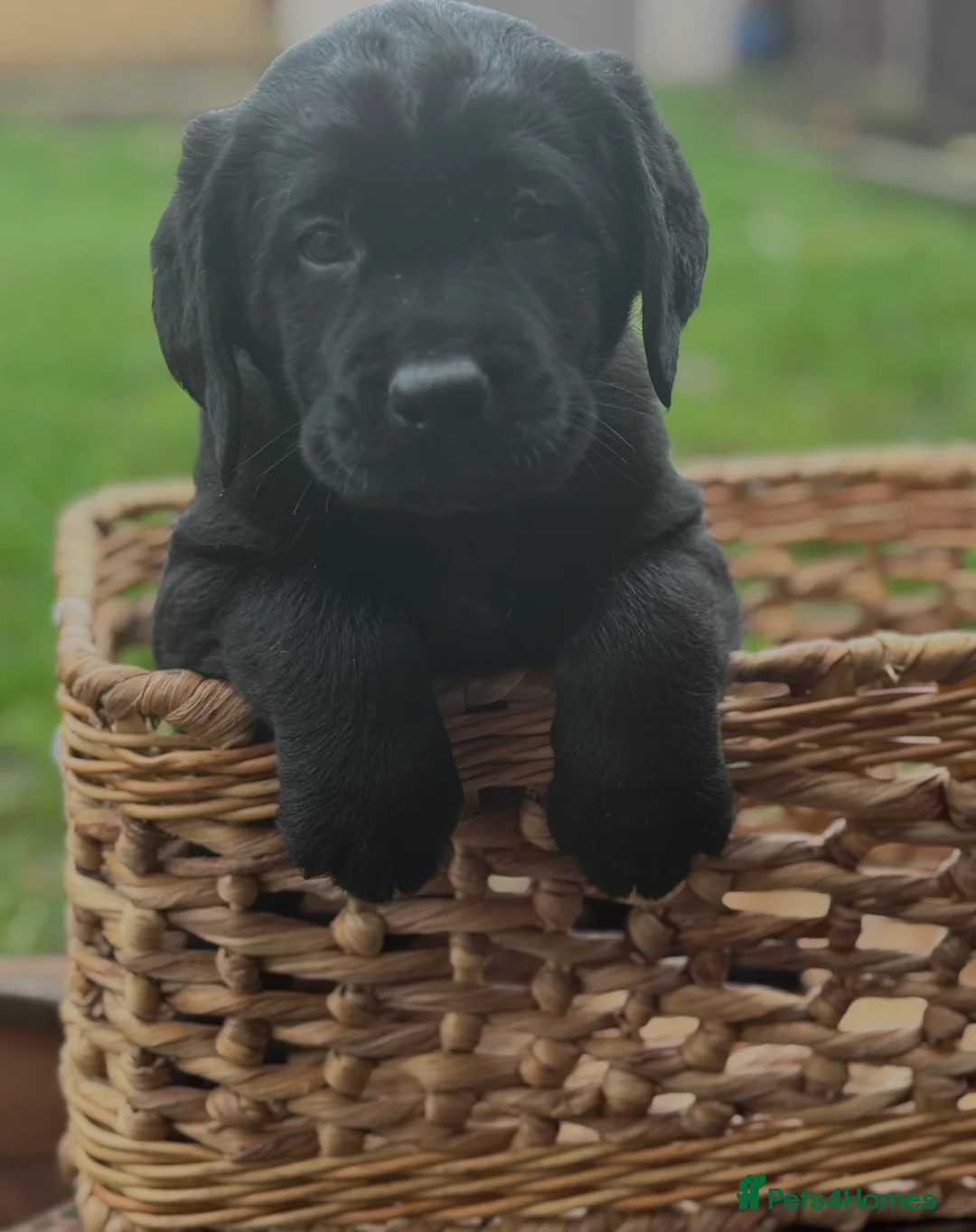 Labrador Retriever dogs for sale:  ✨ KC Registered Labrador Retriever Puppies   - Advert 11
