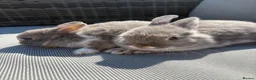 Netherland Dwarf rabbits for sale: Two Male pure breed Netherland dwarfs for sale  - Advert 5