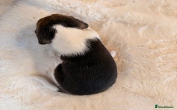 Beagle dogs for sale: ** STUNNING KC 5 GEN TRI COLOUR BEAGLEPUPS ** - Image 11