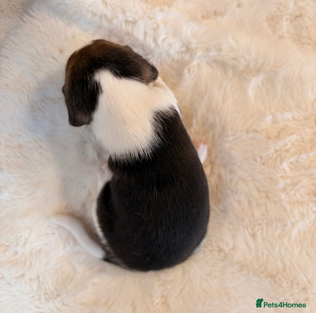 Beagle dogs for sale: ** STUNNING KC 5 GEN TRI COLOUR BEAGLEPUPS ** - Image 11