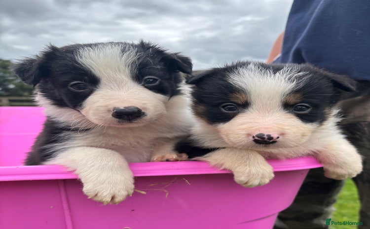 Border Collie dogs - Advert 1