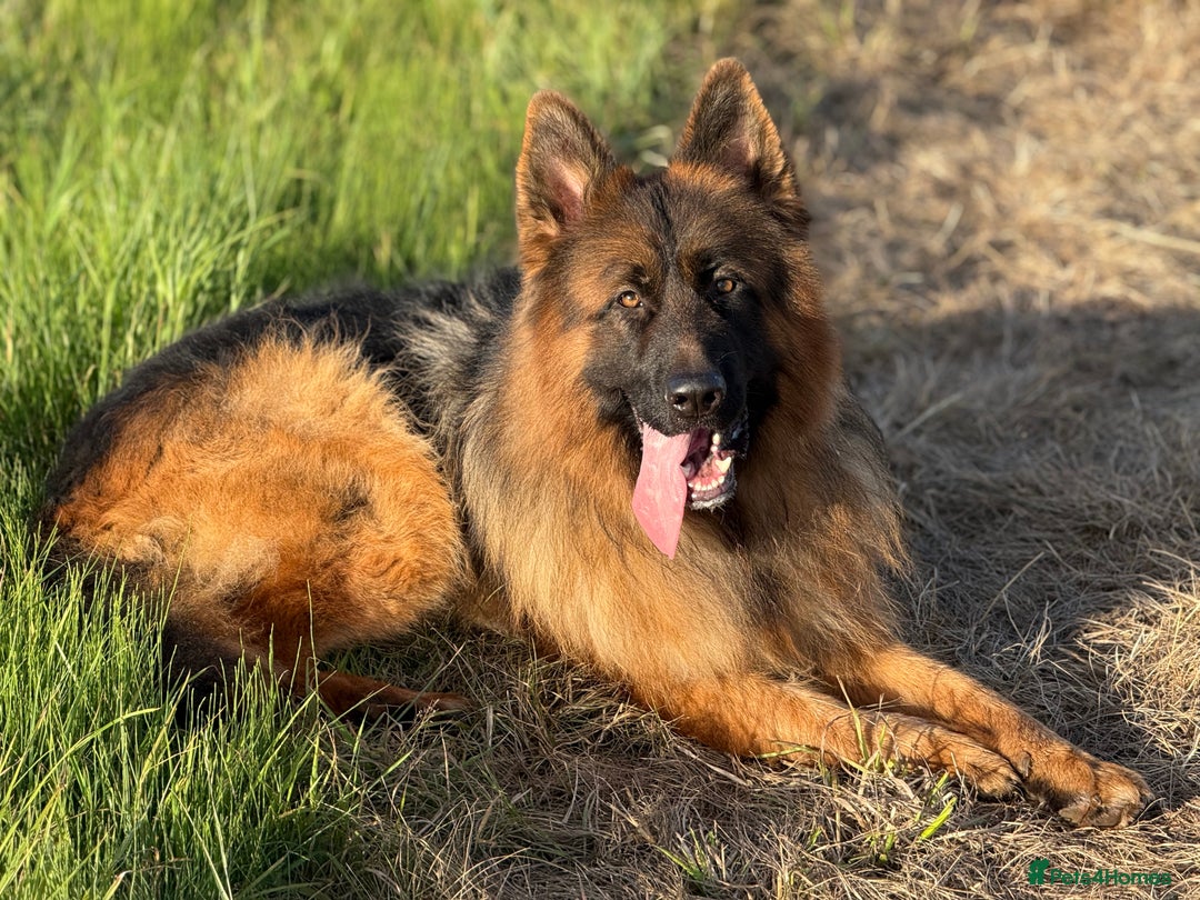 German Shepherd dogs for stud: Bear🤩kc reg proven long haired health tested stud - Advert 8