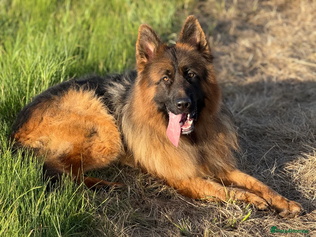 German Shepherd dogs for stud: Bear🤩kc reg proven long haired health tested stud - Advert 9