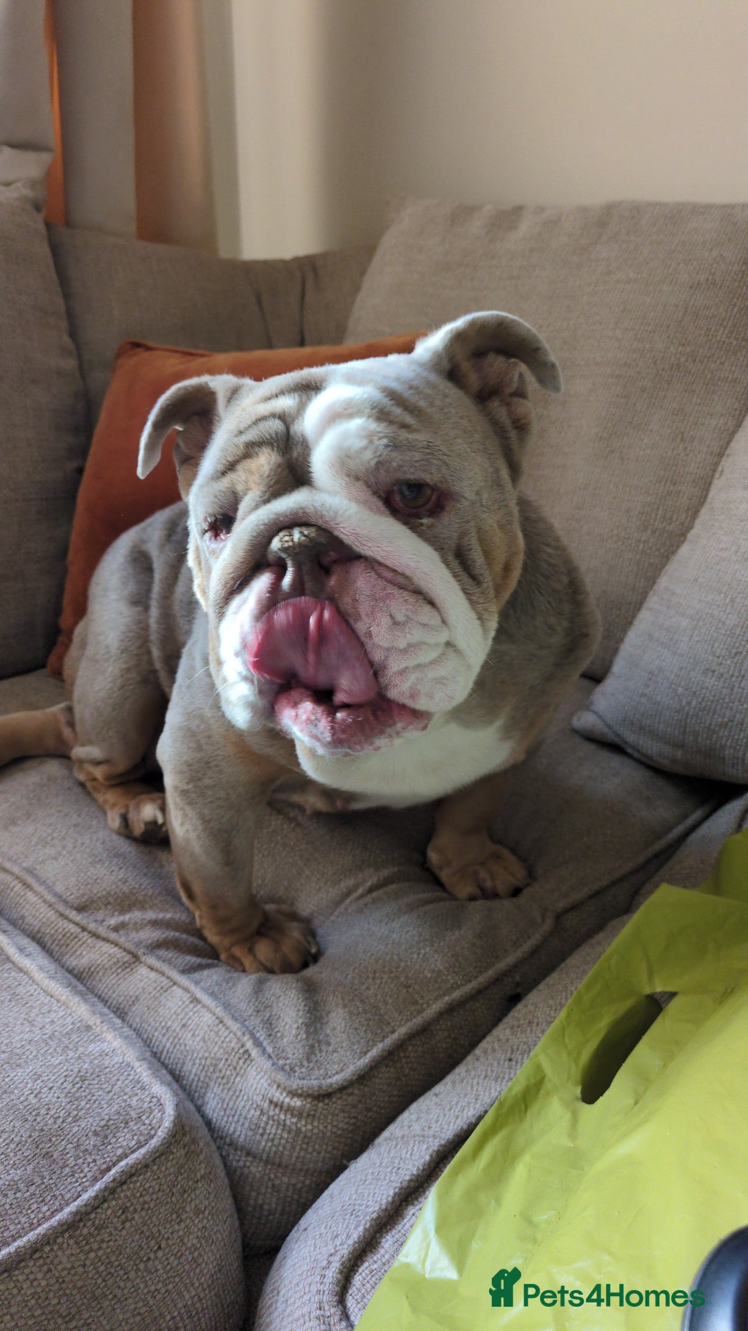 English Bulldog dogs for sale: Mab the bulldog - Advert 4