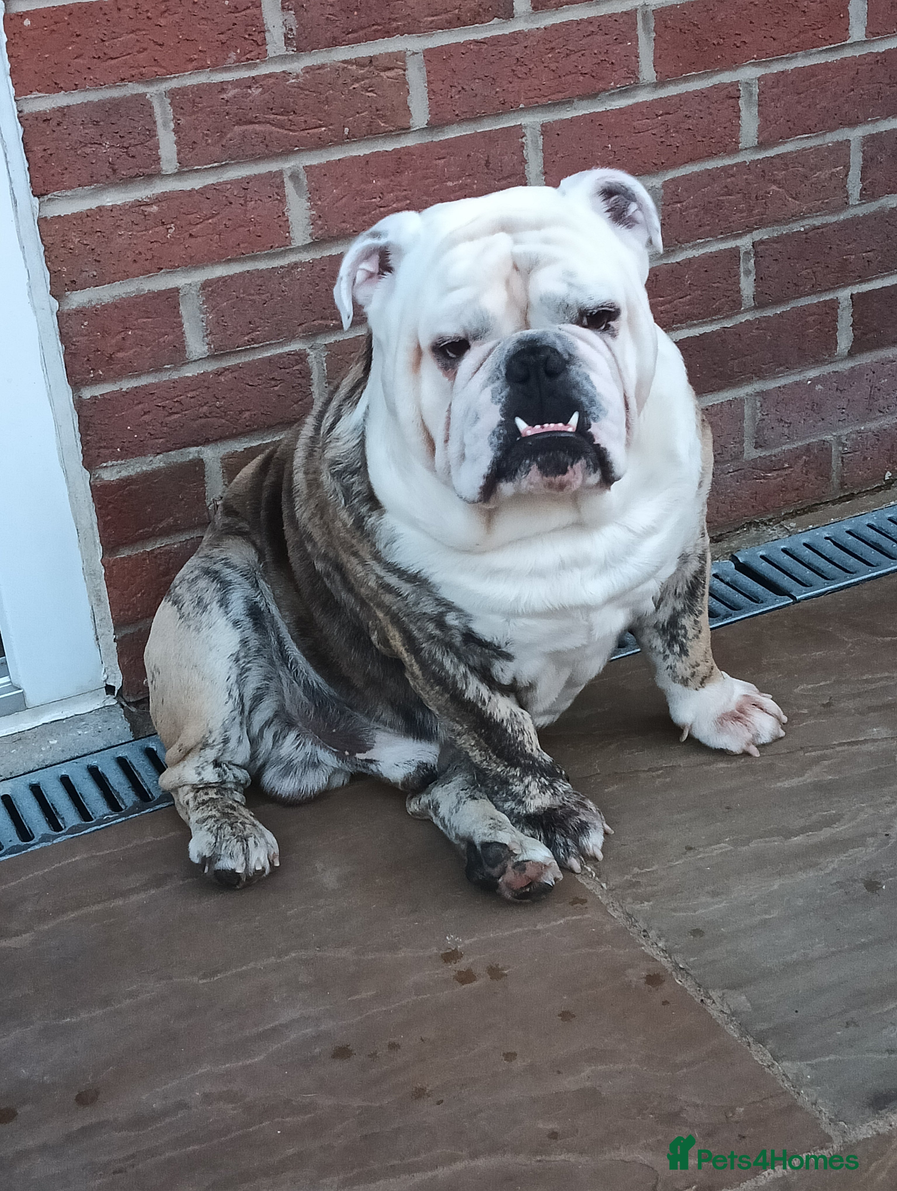 English Bulldog dogs For Stud: Alfie (Trindle) PROVEN in Brighouse - Advert 19
