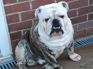 English Bulldog dogs in Brighouse - Advert 29