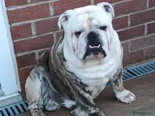 English Bulldog dogs For Stud: Alfie (Trindle) PROVEN in Brighouse - Advert 19