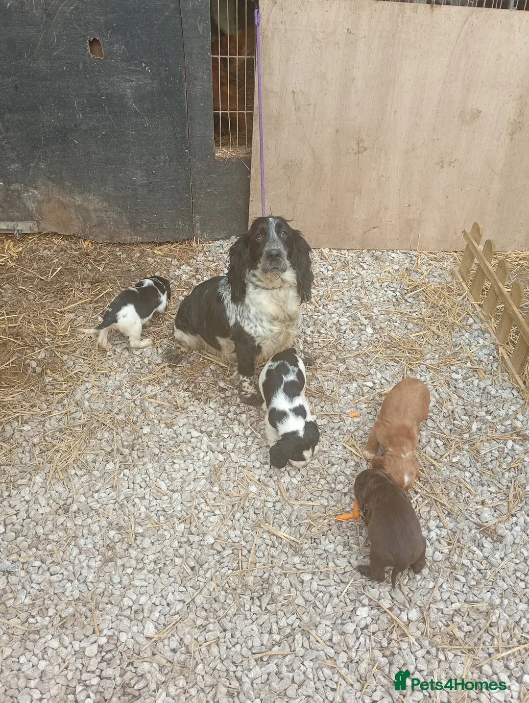 Sprocker dogs for sale: Sprocker puppies in Thetford - Advert 2